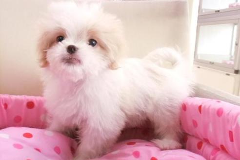 成約済の大阪府のミックス犬-1043の4枚目